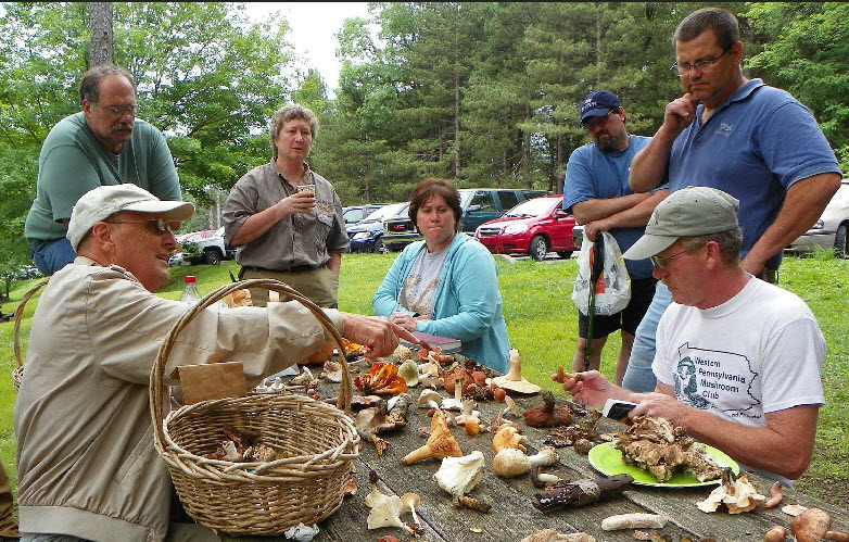 A typical Mushroom Walk ID session