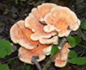 Central Pennsylvania Wild Mushroom Club